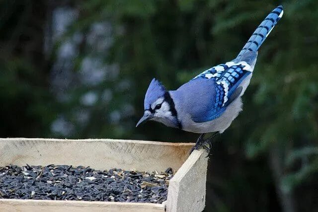 Blue Jay Blue Jay