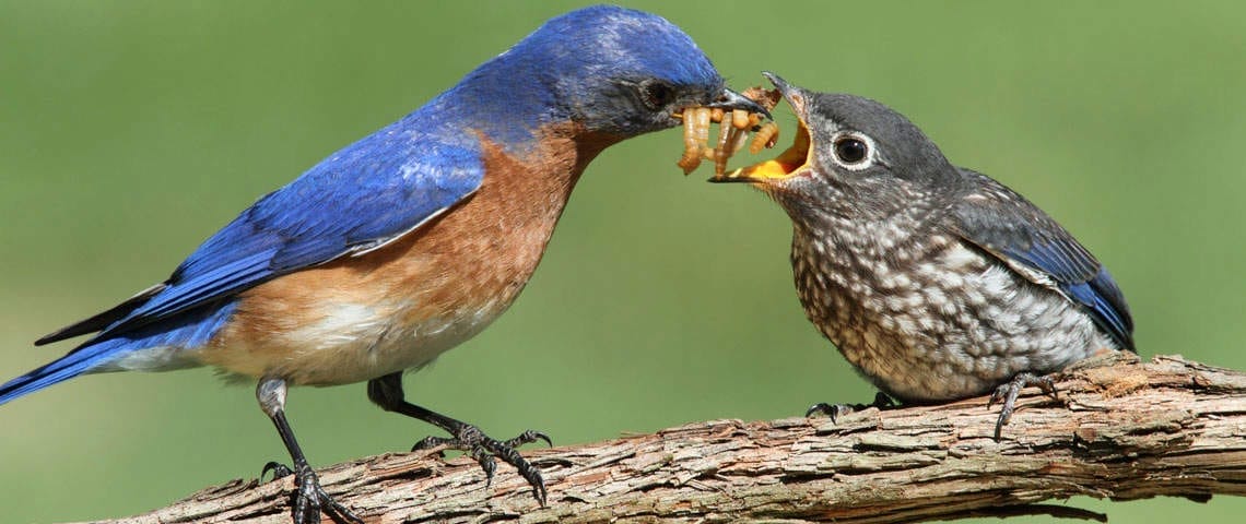 what do baby hummingbirds eat