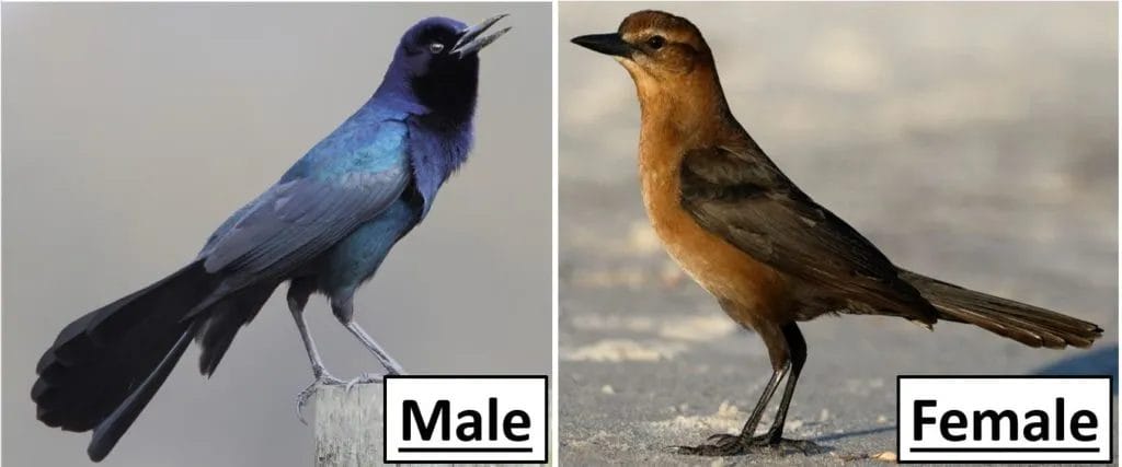 black and white bird in nc black and white bird in nc