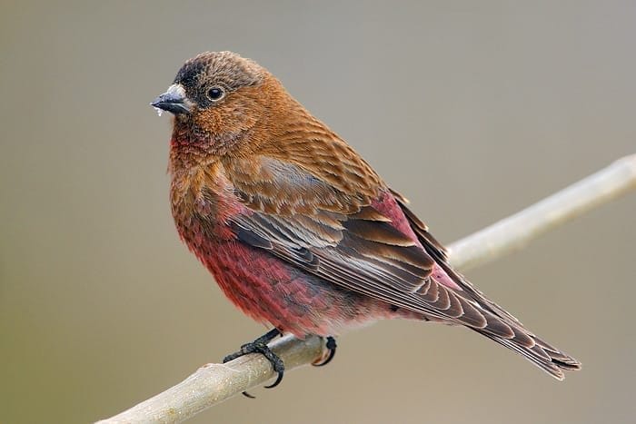 brown capped rosy finch brown capped rosy finch