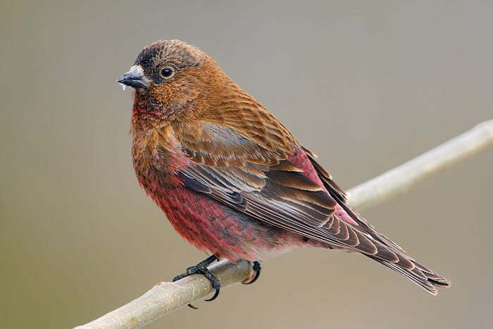 brown capped rosy finch
