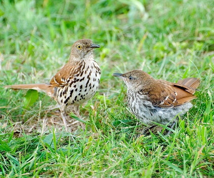 Brown Thrasher