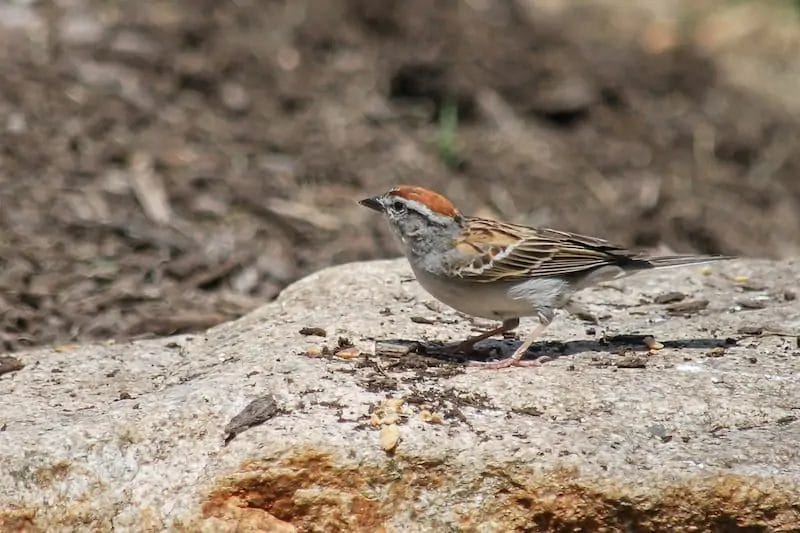 red birds in missouri