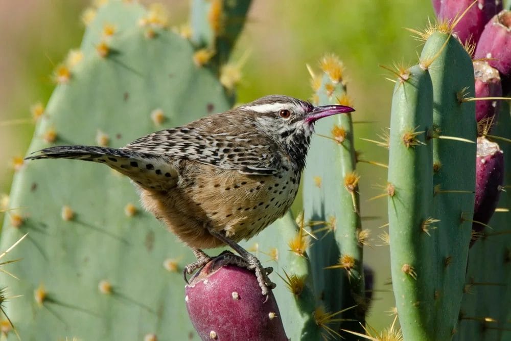 birds of desert birds of desert