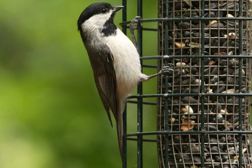 Indiana bird feeders
