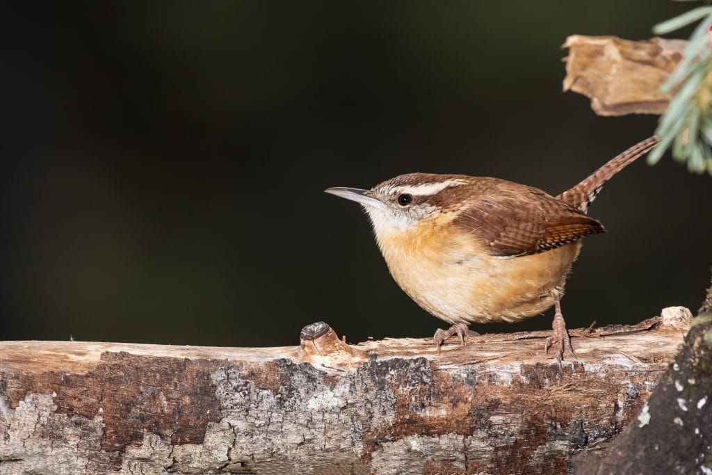 birds of coastal south carolina