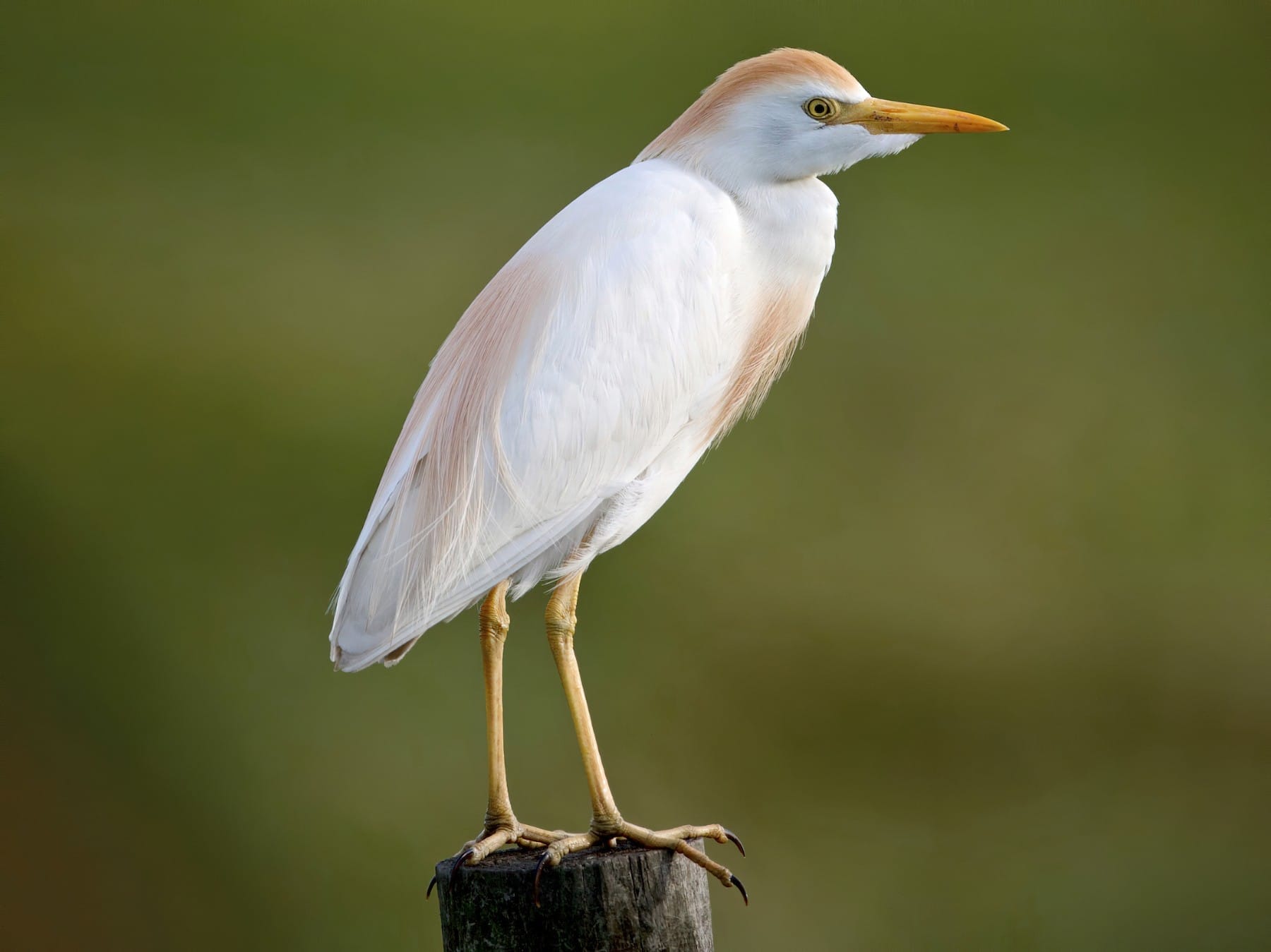 small bird with orange beak small bird with orange beak