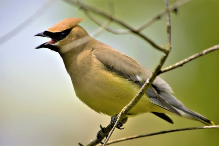 west virginia state bird