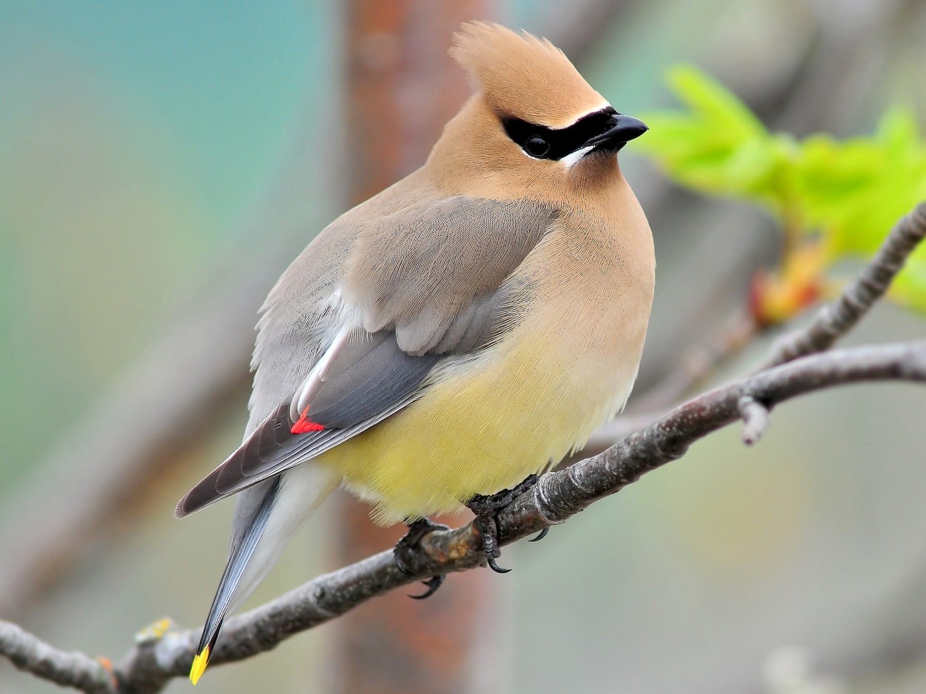 Cedar Waxwing Cedar Waxwing