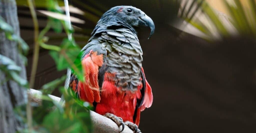 why are baby birds so ugly why are baby birds so ugly