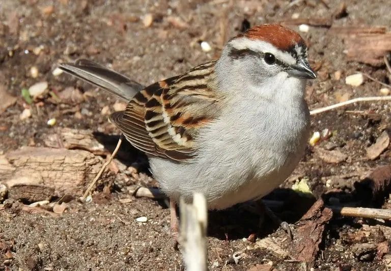 birds of west virginia