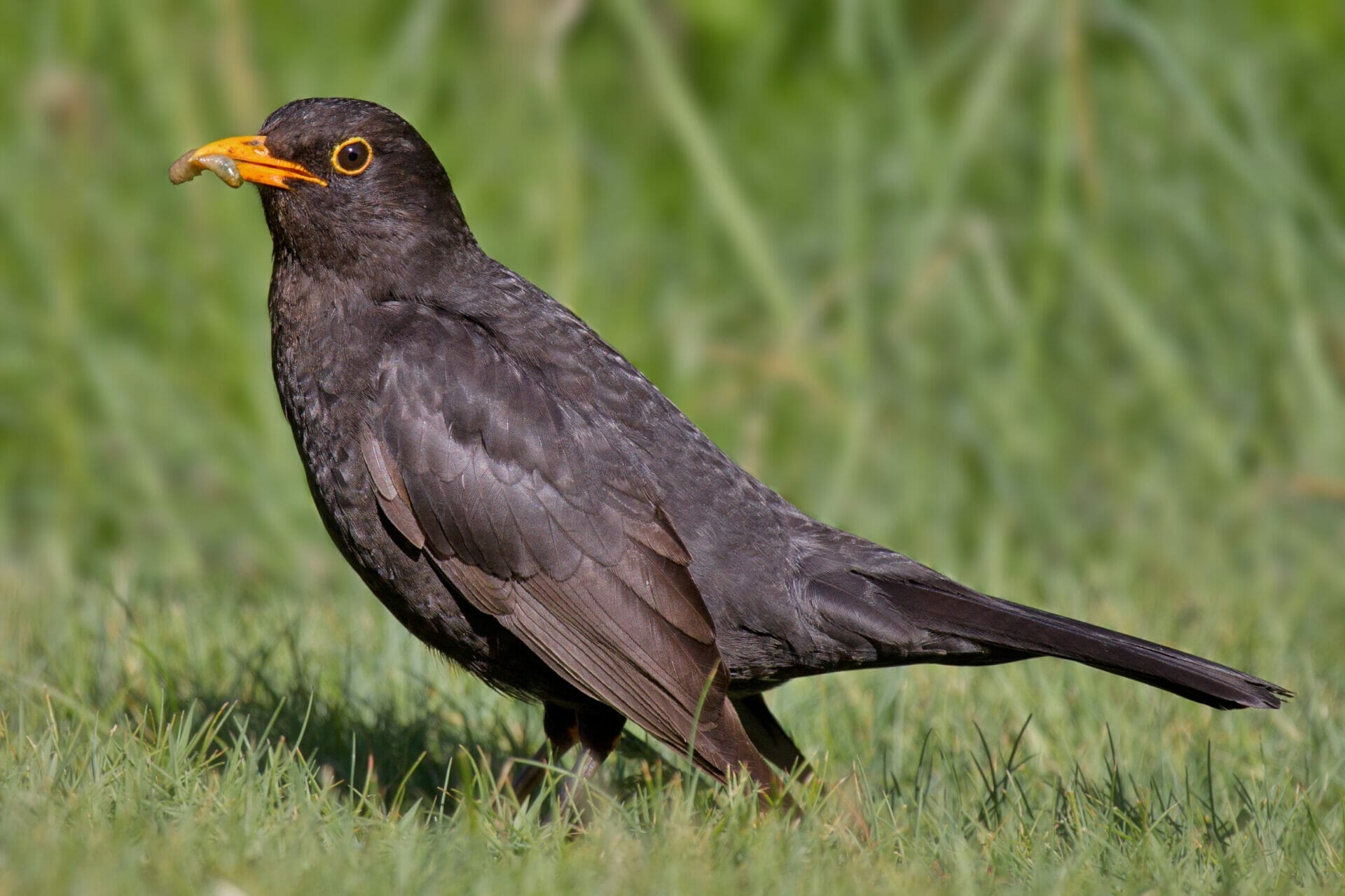 brown bird orange beak brown bird orange beak