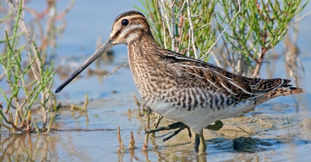 small birds with long beaks