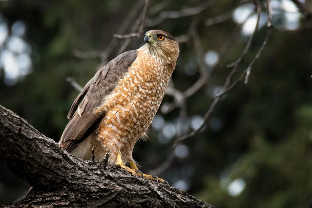 desert birds of prey desert birds of prey