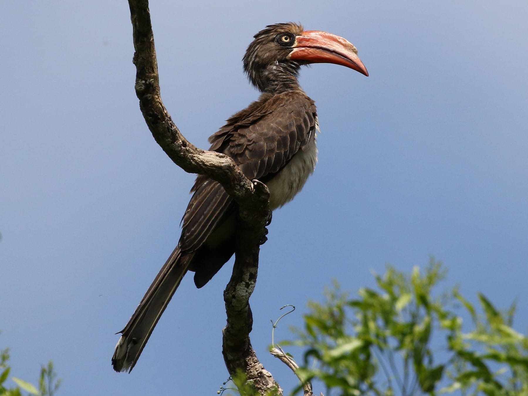 black and white bird with orange beak