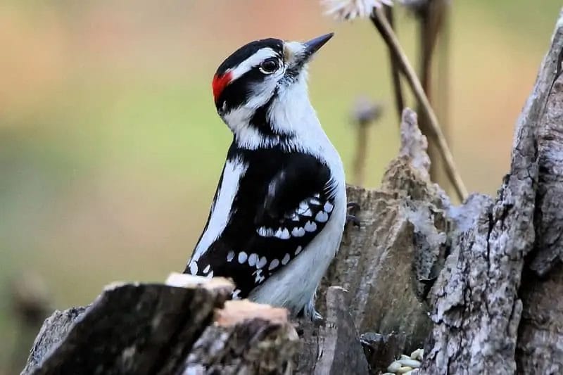 wild birds of tennessee