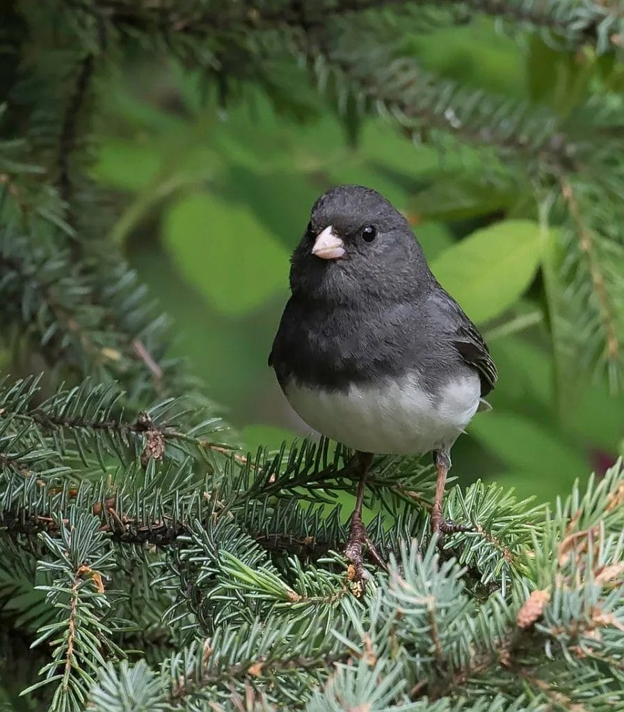 field guide to the neighborhood birds of new york city