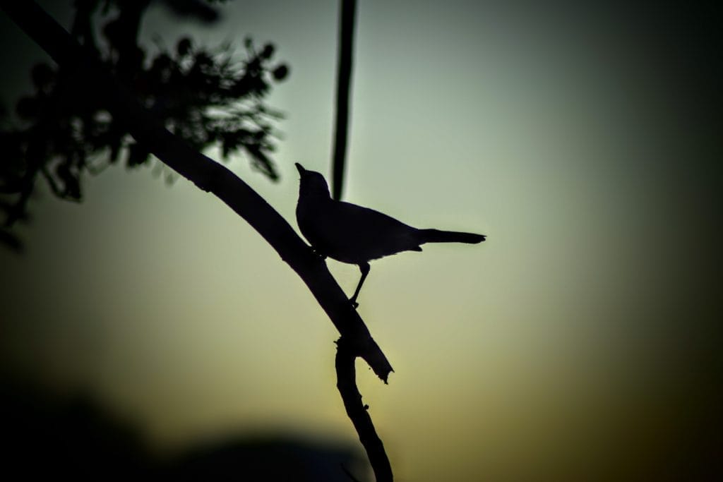 where do birds go at night in the winter where do birds go at night in the winter