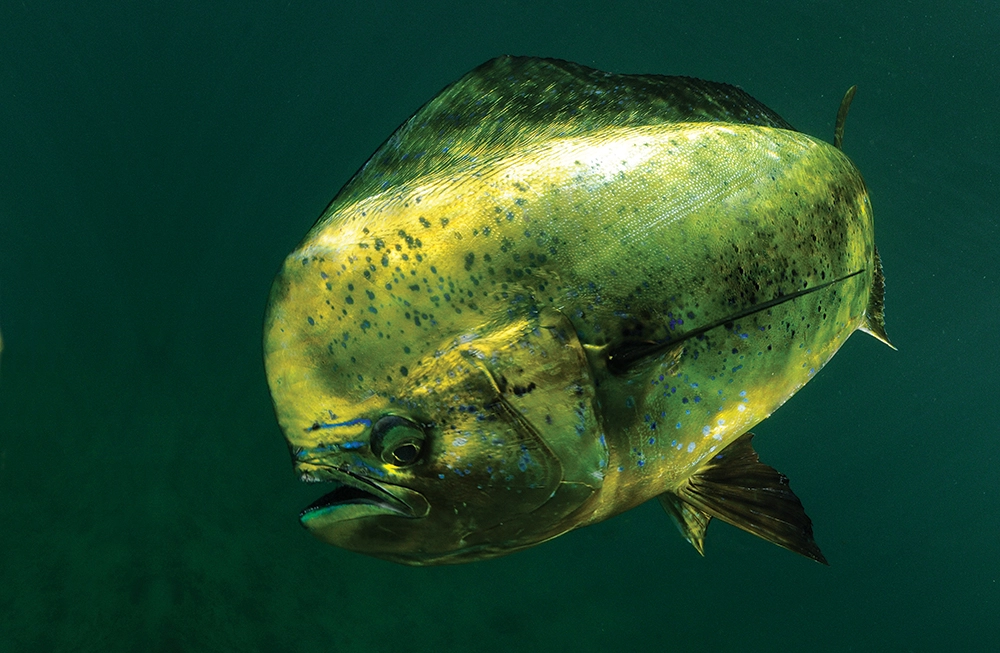 pompano dolphinfish