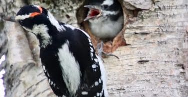 birds of new york field guide