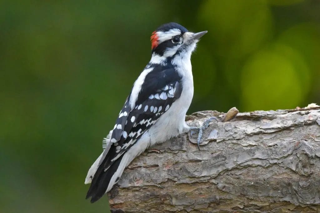 birds of upstate south carolina