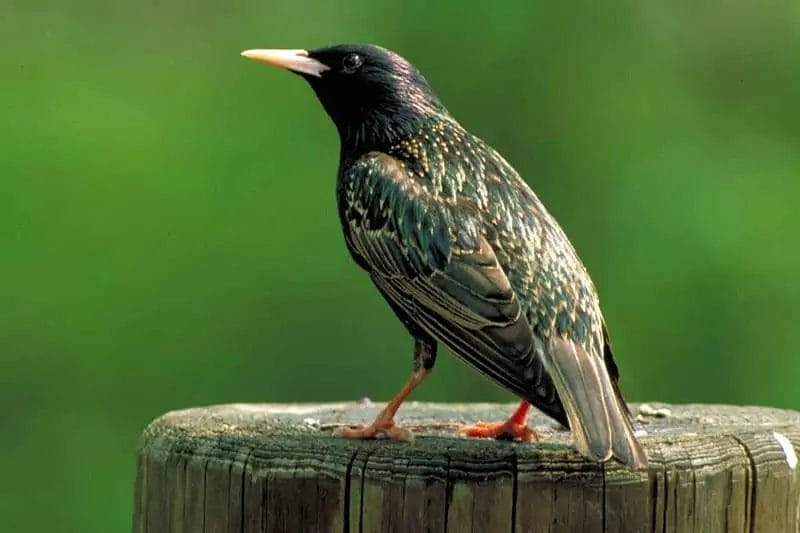 black birds in washington state