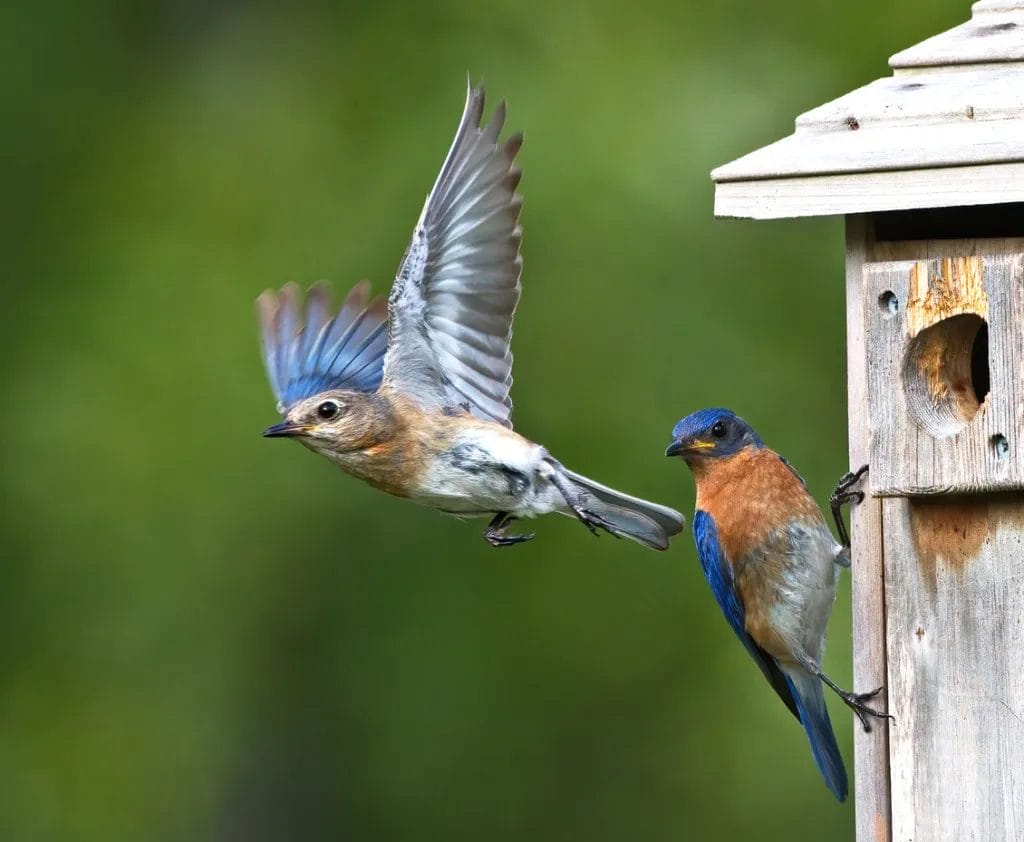 song birds of new york