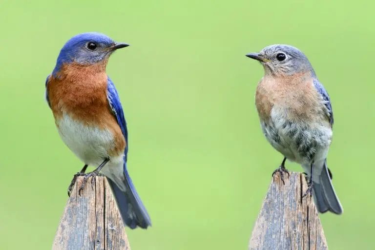 small birds of south carolina