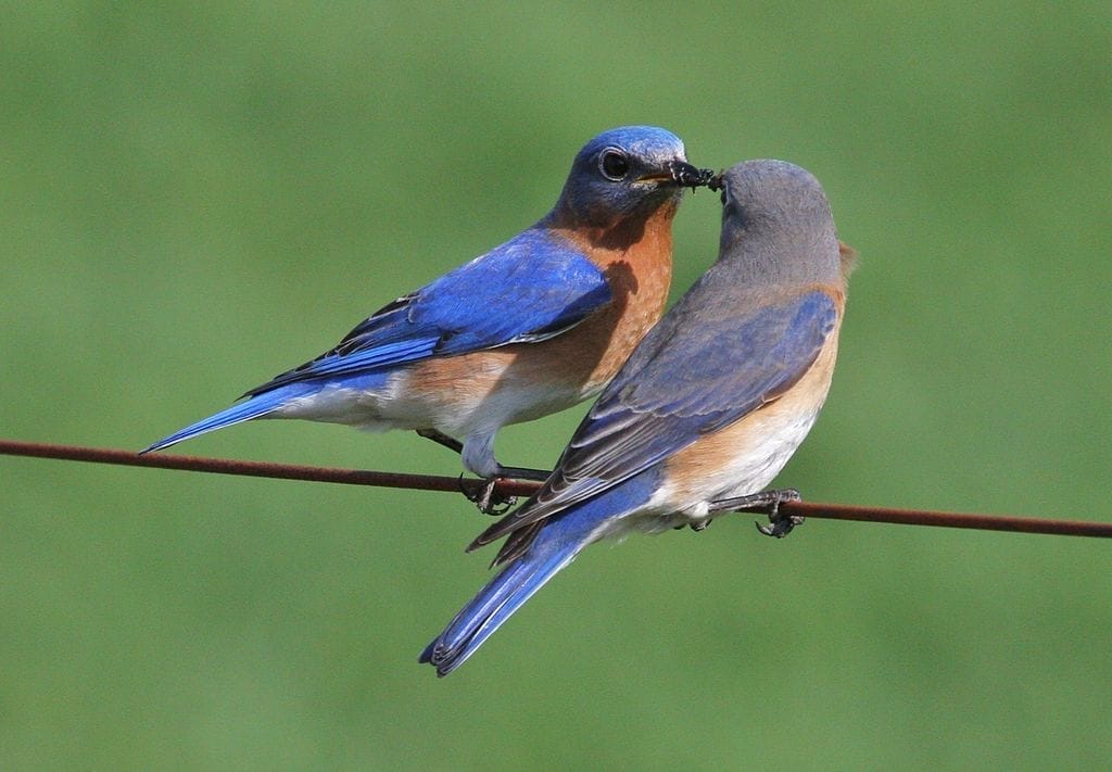 Eastern Bluebird