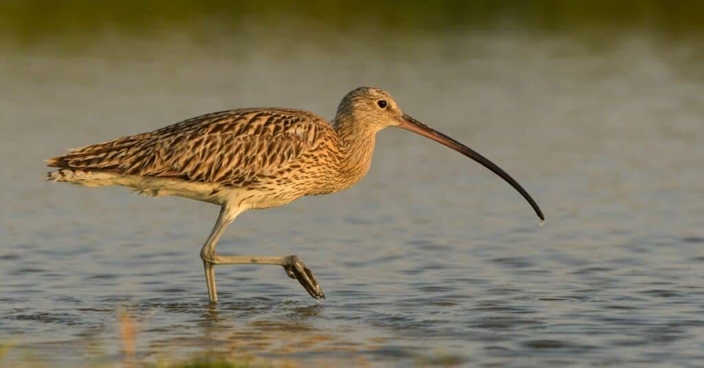 small bird with long beak