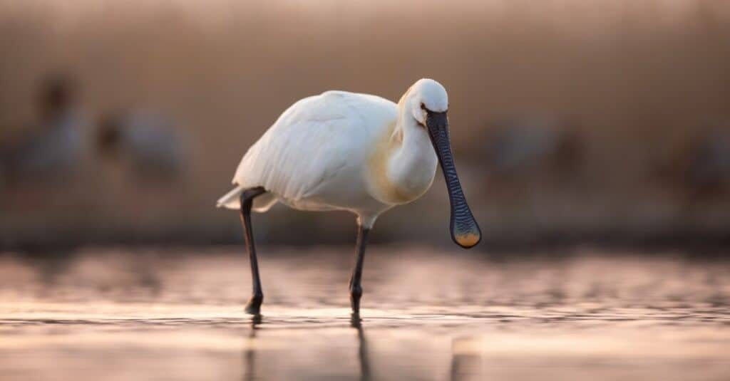 white bird with long beak