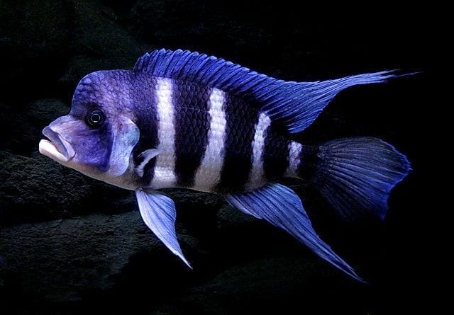 Front Cichlid Cyphotilapia Frontosa