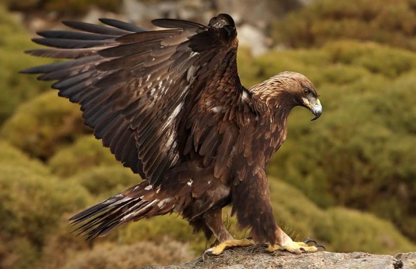 25 Majestic Birds Of Colorado Ultimate Guide With Photos