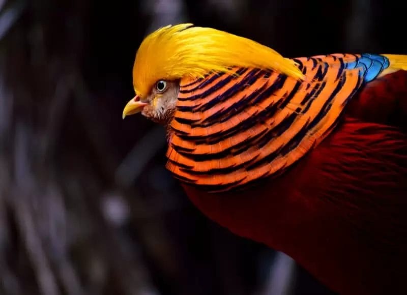 Golden Pheasant Golden Pheasant