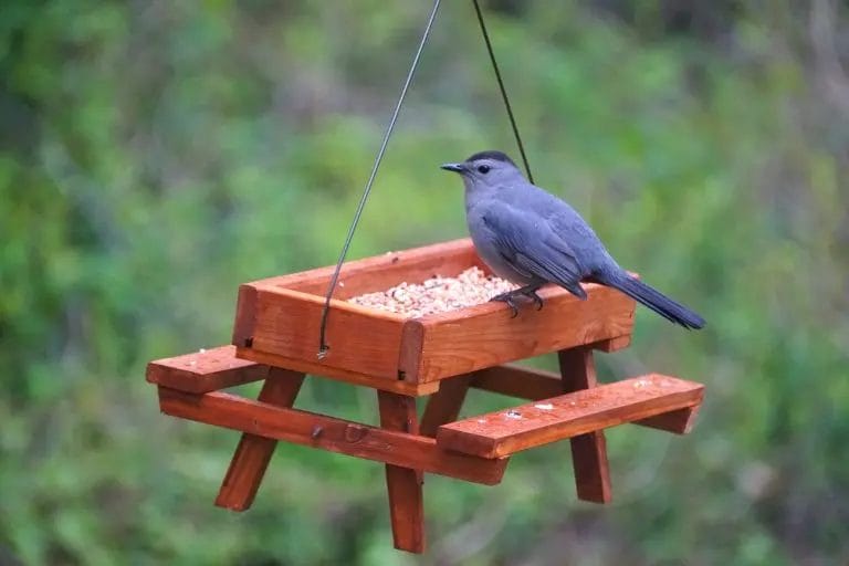 virginia state bird and flower