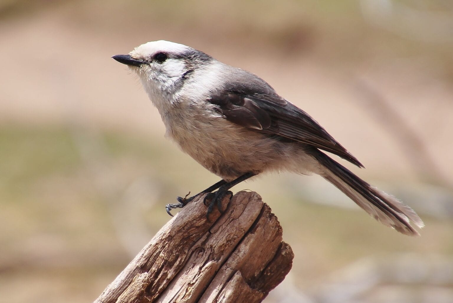colorado bird lady colorado bird lady