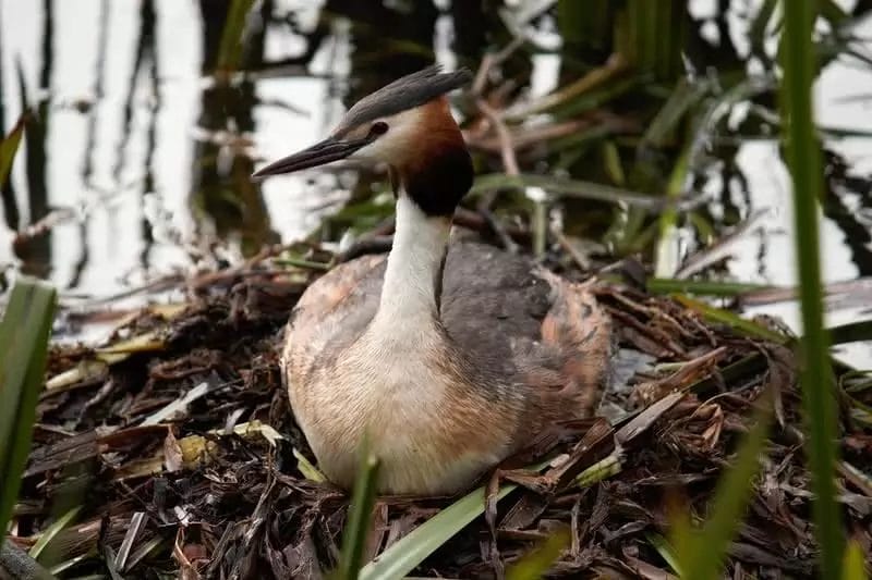 Great Crested Grebe Great Crested Grebe