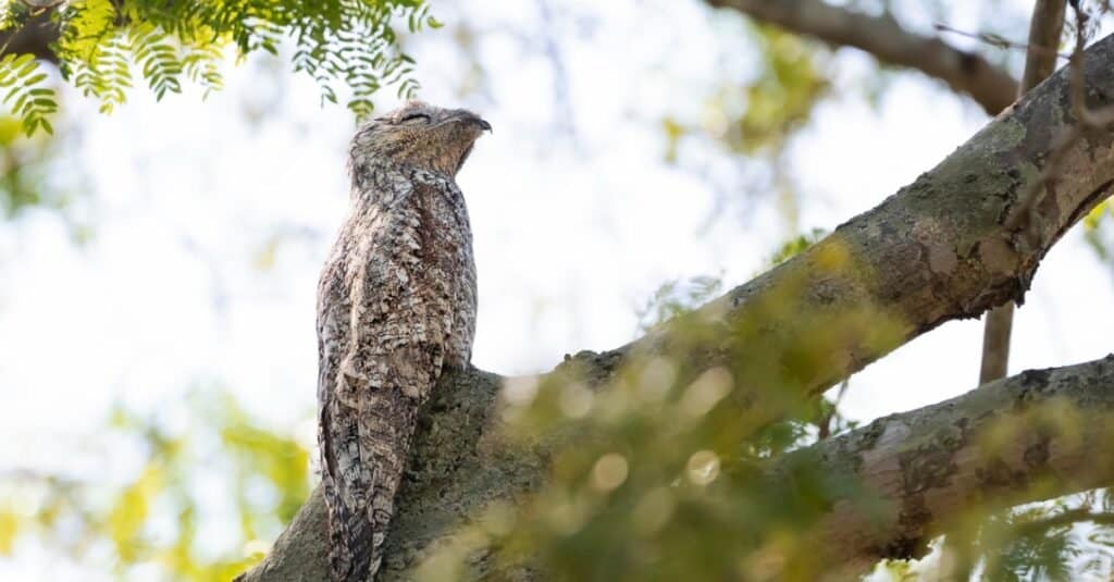 images of ugly birds