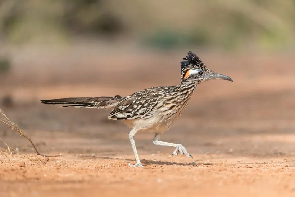 desert birds desert birds