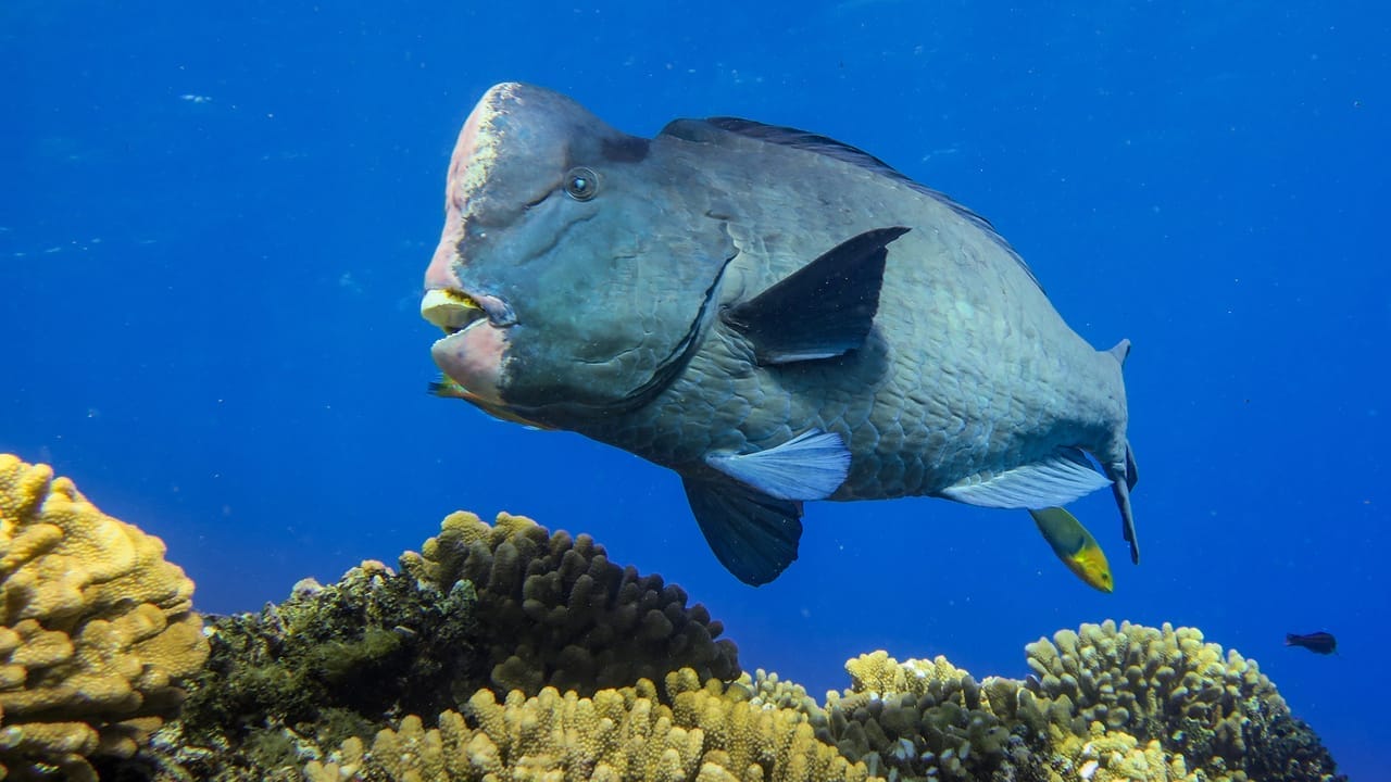 green humphead parrotfish