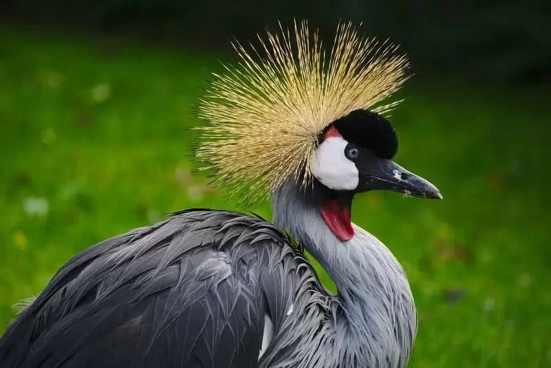 Grey Crowned Crane