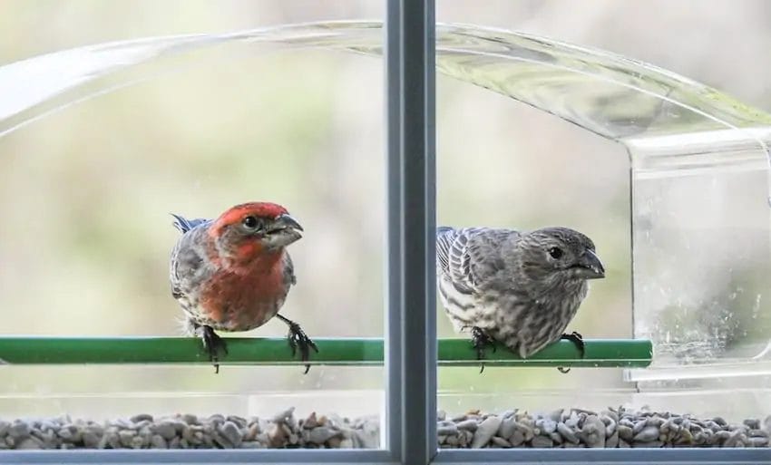 large birds in washington state