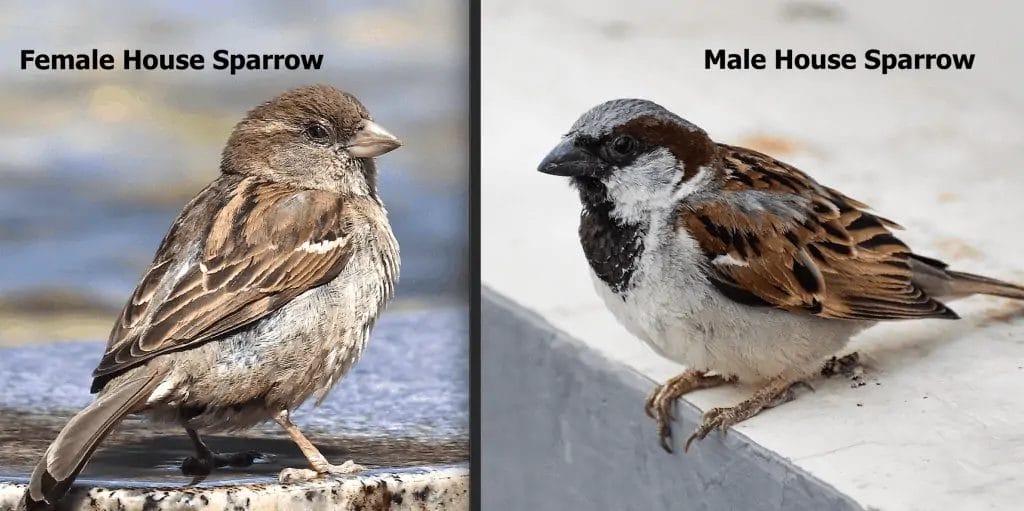 types of blue birds in washington state