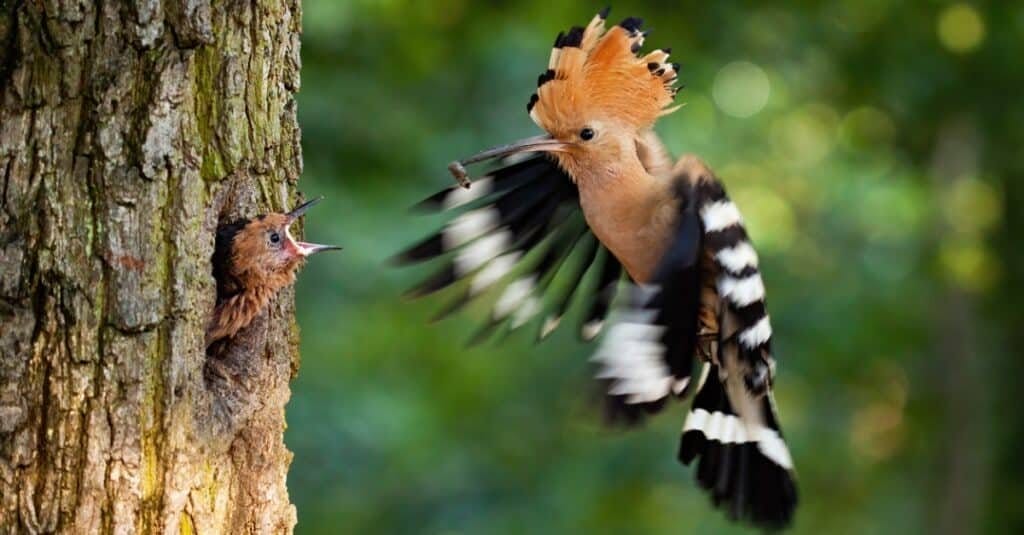 brown bird with a long beak