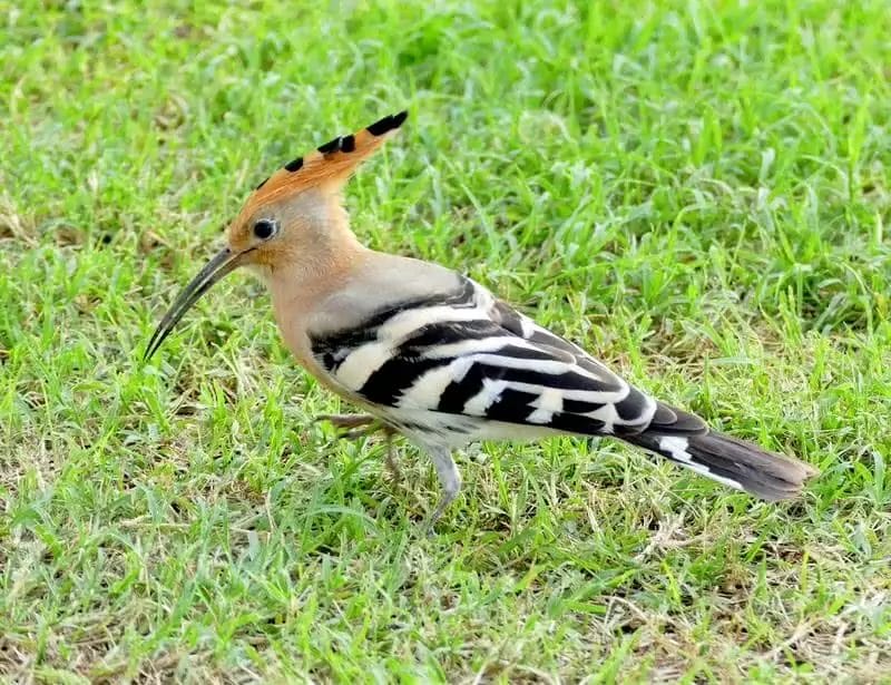 Hoopoe Hoopoe