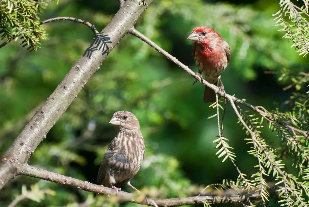 black birds of virginia