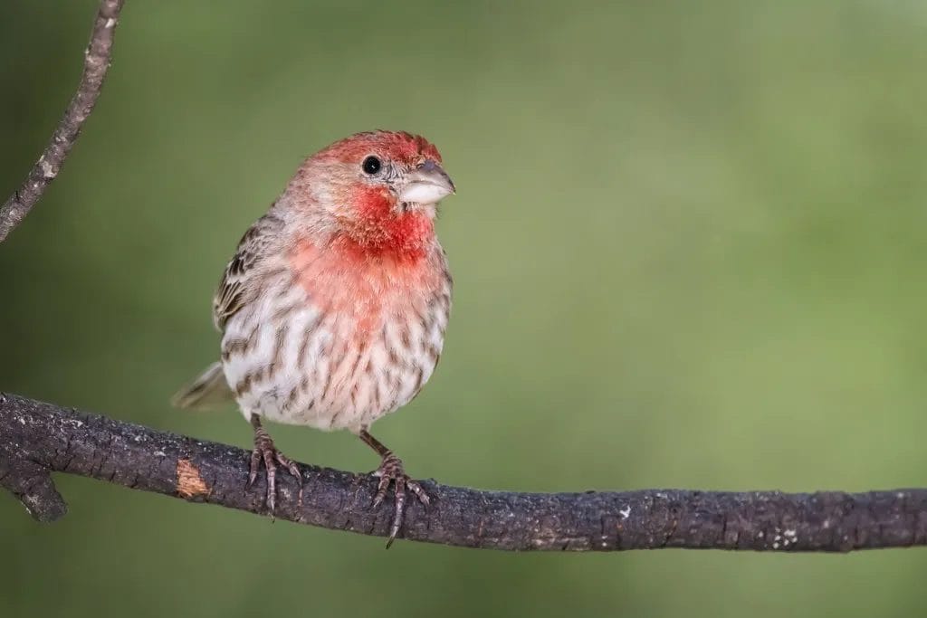 hawaii red headed bird