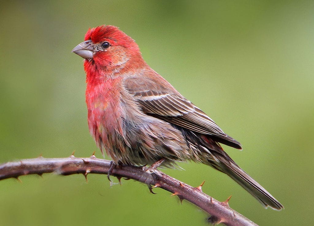 House Finch