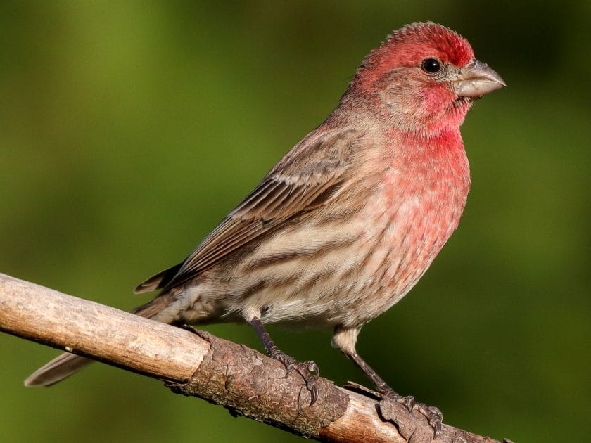 what is the south carolina state bird