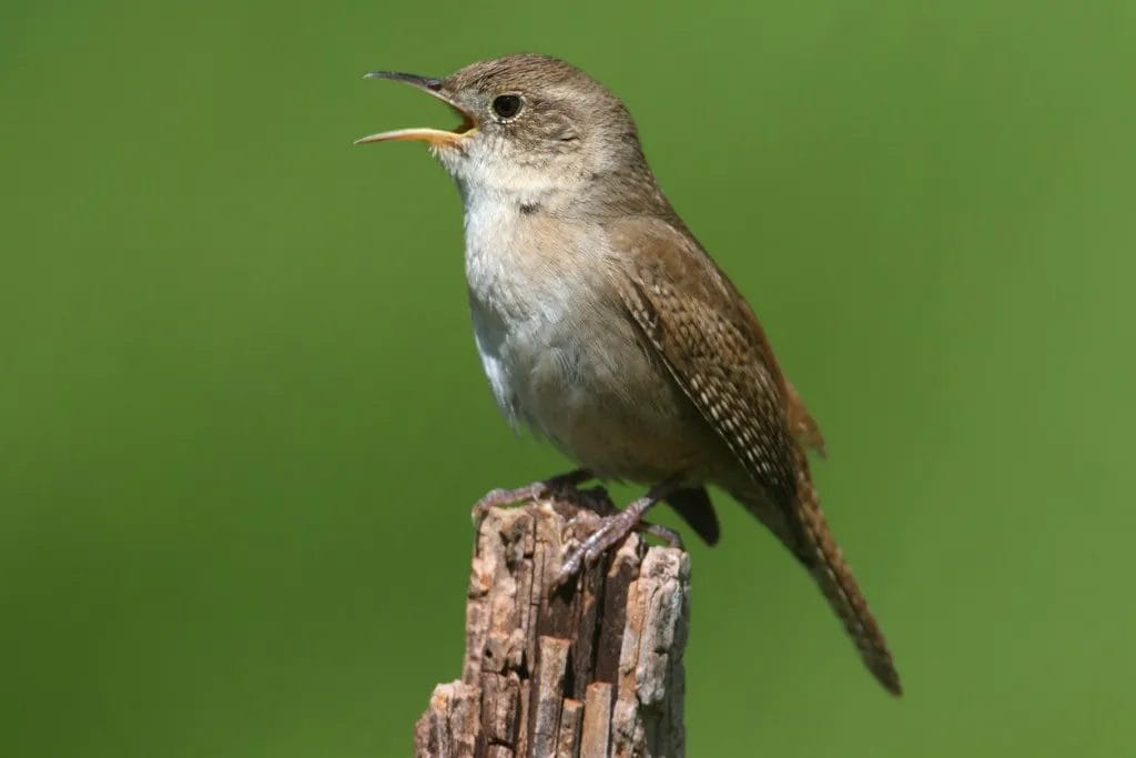 birds of western new york book